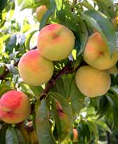 Maywood Peaches