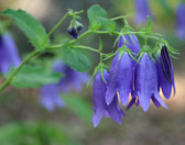Maywood Bluebell flowers